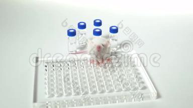 实验室里的一只白老鼠坐在架子上。